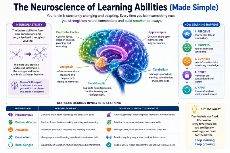 the neuroscience of learning abilities